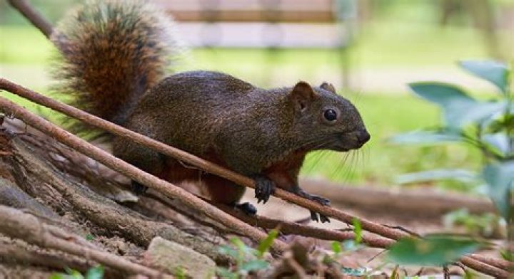 Can squirrels chew through chicken wire?